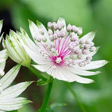 Blau Masterwort Blumensamen zur Aussaat – Wildblume Mischung – Traditionssorte & ohne Gentechnik Samen Hausgarten