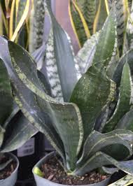 Silver Sansevieria Garten lang Blüte Saison Traditionssorte & ohne Gentechnik Samen Hausgarten