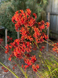 Kangaroo Paw Blumensamen zur Aussaat – lang Blüte Saison – Traditionssorte & ohne Gentechnik Samen Hausgarten