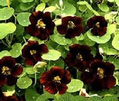 Schwarz Kapuzinerkresse Blumensamen zur Aussaat Schnitt Blume beliebt Traditionssorte & ohne Gentechnik Samen Hausgarten