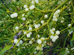 Weiß Mistletoe Blumensamen zur Aussaat – pflegeleicht – Traditionssorte & ohne Gentechnik Samen Hausgarten