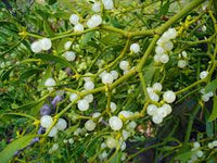 Weiß Mistletoe Blumensamen zur Aussaat – pflegeleicht – Traditionssorte & ohne Gentechnik Samen Hausgarten