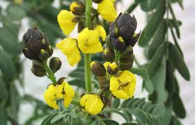 Gelb Didymobotrya Blumensamen zur Aussaat – Landhaus Garten wichtig – Traditionssorte & ohne Gentechnik Samen Hausgarten