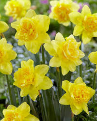hell Gelb Rot gefüllt Petals Rosa Daffodils Samen zur Aussaat Wildblume Mischung Traditionssorte & ohne Gentechnik Samen Hausgarten