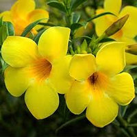 Gelb Mandevilla Blumensamen zur Aussaat – Landhaus Garten wichtig Traditionssorte & ohne Gentechnik Samen