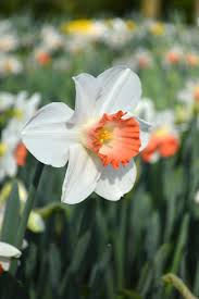 Orange Weiß Narzisse Blumensamen zur Aussaat Wildblume Mischung Traditionssorte & ohne Gentechnik Samen Hausgarten