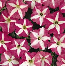 Petunia carpet rose star samen for spreading blumen