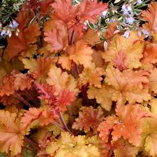 Orange Heuchera Blumensamen zur Aussaat – lang Blüte Saison – Traditionssorte & ohne Gentechnik Samen Hausgarten