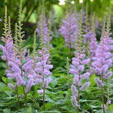 Lavendel Prachtspiere Blumensamen zur Aussaat leuchtend Blüten Traditionssorte & ohne Gentechnik Samen Hausgarten