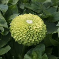 Lime Grün Mittagsgold Blumensamen zur Aussaat Schnitt Blume beliebt Traditionssorte & ohne Gentechnik Samen Hausgarten