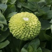 Lime Grün Mittagsgold Blumensamen zur Aussaat Schnitt Blume beliebt Traditionssorte & ohne Gentechnik Samen Hausgarten