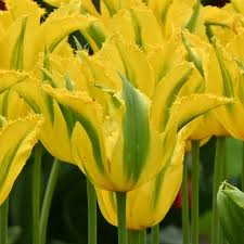 Grün Gelb Tulpe Blumensamen zur Aussaat Bestäuber freundlich Traditionssorte & ohne Gentechnik Samen Hausgarten