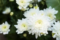 Weiß Grün Chrysantheme Blumensamen zur Aussaat – Bestäuber freundlich – Traditionssorte & ohne Gentechnik Samen Hausgarten