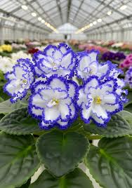 Blau Weiß Pelargonium Blumensamen zur Aussaat – Bestäuber freundlich – Traditionssorte & ohne Gentechnik Samen Hausgarten