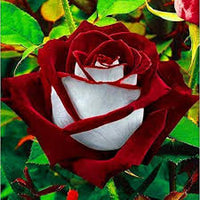 Weiß Holland Rose Blumensamen zur Aussaat – Wildblume Mischung Traditionssorte & ohne Gentechnik Samen Hausgarten