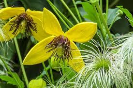 Gelb Waldrebe Blumensamen zur Aussaat – Traditionssorte ohne Gentechnik biologisch Garten Samen – lang Blüte Saison Keimung