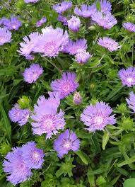 Stoke's Aster Blumensamen zur Aussaat – Garten beliebt – Traditionssorte & ohne Gentechnik Samen Hausgarten