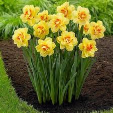 hell Gelb Rot gefüllt Petals Rosa Daffodils Samen zur Aussaat Wildblume Mischung Traditionssorte & ohne Gentechnik Samen Hausgarten