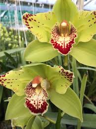 Grün Orchidee Blumensamen zur Aussaat – robust Sorte Traditionssorte & ohne Gentechnik Hausgarten Samen