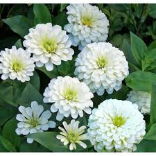 Zinnien Samen Weiss