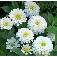 Zinnien Samen Weiss