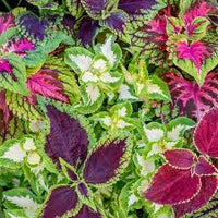 Rosa Grün Dragon Buntnessel Blumensamen zur Aussaat Garten beliebt Traditionssorte & ohne Gentechnik Samen Hausgarten