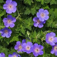 Cranesbill Blumensamen zur Aussaat – hochwertige Qualitäts- – Traditionssorte & ohne Gentechnik Samen Hausgarten