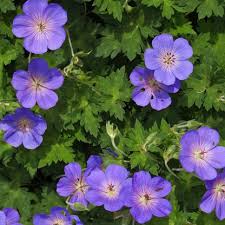 Cranesbill Blumensamen zur Aussaat – hochwertige Qualitäts- – Traditionssorte & ohne Gentechnik Samen Hausgarten