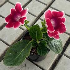 dunkel Rot Gelb Gloxinie Blumensamen zur Aussaat leuchtend Blüten Traditionssorte & ohne Gentechnik Samen Hausgarten
