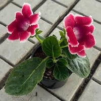 dunkel Rot Gelb Gloxinie Blumensamen zur Aussaat leuchtend Blüten Traditionssorte & ohne Gentechnik Samen Hausgarten