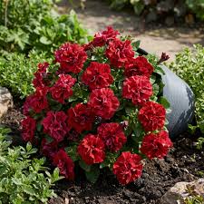 gefüllt Wave Rot Petunie Blumensamen zur Aussaat – pflegeleicht – Traditionssorte & ohne Gentechnik Samen Hausgarten