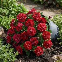 gefüllt Wave Rot Petunie Blumensamen zur Aussaat – pflegeleicht – Traditionssorte & ohne Gentechnik Samen Hausgarten