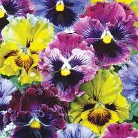 Gelb Rosa Mini Violett Blumensamen zur Aussaat Wildblume Mischung Traditionssorte & ohne Gentechnik Samen Hausgarten