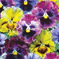 Gelb Rosa Mini Violett Blumensamen zur Aussaat Wildblume Mischung Traditionssorte & ohne Gentechnik Samen Hausgarten