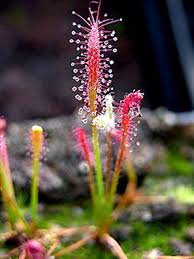 Gemischt Drosera Chrysolepis Blumensamen zur Aussaat – lang Blüte Saison – Traditionssorte & ohne Gentechnik Samen Hausgarten
