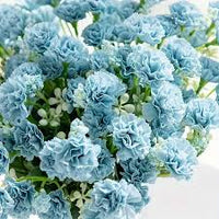 Himmelblau Nelke Blumensamen zur Aussaat – kompakt Wuchs – Traditionssorte & ohne Gentechnik Samen Hausgarten