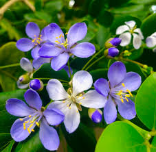 Lignum Blumensamen zur Aussaat – pflegeleicht – Traditionssorte & ohne Gentechnik Samen Hausgarten
