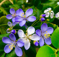 Lignum Blumensamen zur Aussaat – pflegeleicht – Traditionssorte & ohne Gentechnik Samen Hausgarten