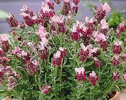 Rot Lavendel Blumensamen zur Aussaat – leuchtend Blüten – Traditionssorte & ohne Gentechnik Samen Hausgarten