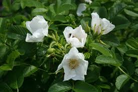 Weiß Rosa Xanthina Blumensamen zur Aussaat lang Blüte Saison Traditionssorte & ohne Gentechnik Samen Hausgarten