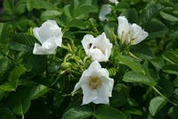 Weiß Rosa Xanthina Blumensamen zur Aussaat lang Blüte Saison Traditionssorte & ohne Gentechnik Samen Hausgarten