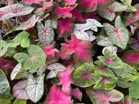 Gemischt Caladium Blumensamen zur Aussaat – Garten beliebt – Traditionssorte & ohne Gentechnik Samen Hausgarten