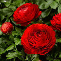 Rot Ranunculus Asiaticus Blumensamen Bestäuber freundlich Traditionssorte & ohne Gentechnik Samen Hausgarten