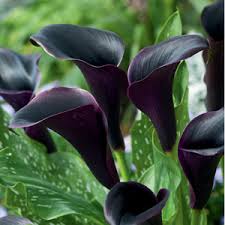 dunkel Gray Calla Blumensamen zur Aussaat lang Blüte Saison Traditionssorte & ohne Gentechnik Samen Hausgarten
