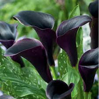 dunkel Gray Calla Blumensamen zur Aussaat lang Blüte Saison Traditionssorte & ohne Gentechnik Samen Hausgarten