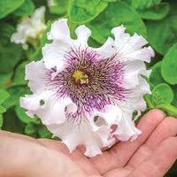 Weiß Violett Petunie Blumensamen zur Aussaat Traditionssorte ohne Gentechnik Anzucht Garten Blüten hochwertige Qualitäts-