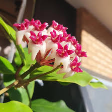 leuchtend Rosa Hoya Blumensamen zur Aussaat Halbschatten verträglich Traditionssorte & ohne Gentechnik Samen Hausgarten