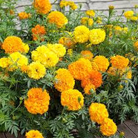 Gemischt African Studentenblume Blumensamen zur Aussaat – sonnenliebend – Traditionssorte & ohne Gentechnik Samen Hausgarten