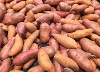 Süße potato gemüse samen aussaat redish brown