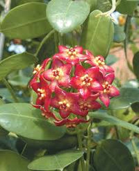 Rot Carnosa Blumensamen zur Aussaat Traditionssorte ohne Gentechnik biologisch Garten Samen leuchtend Schauanlagen